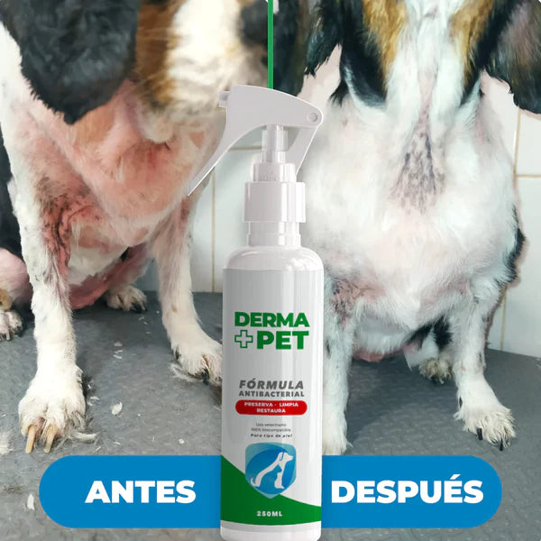 DermaPet®: 🐕Solución efectiva a los hongos y costras en la piel de tu mascota