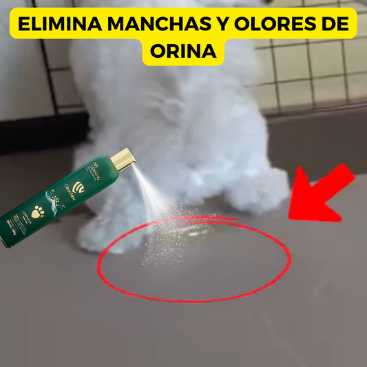 PipiCleaning®: Elimina manchas de orines de tu mascota en minutos🐾